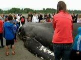 Dead beached whale draws crowds in Canada