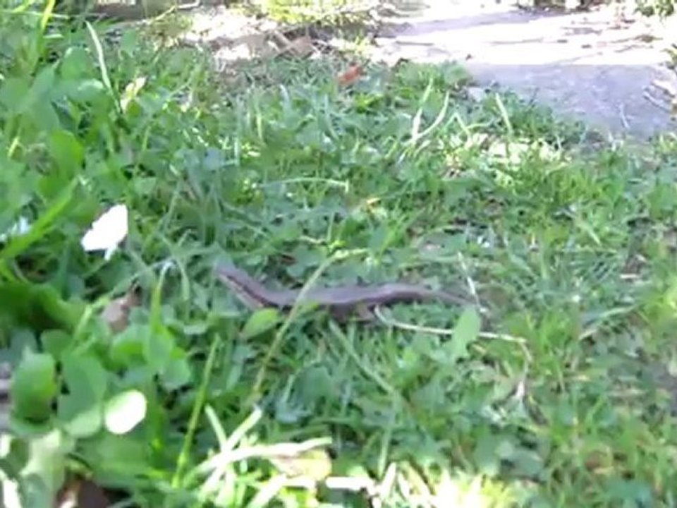 B1-DSH Vorbereitung Textproduktion Katze frisst Echse