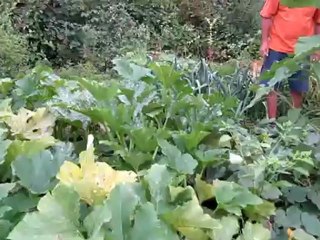 A1-B1 Hörtext Wil erntet seine Gurken