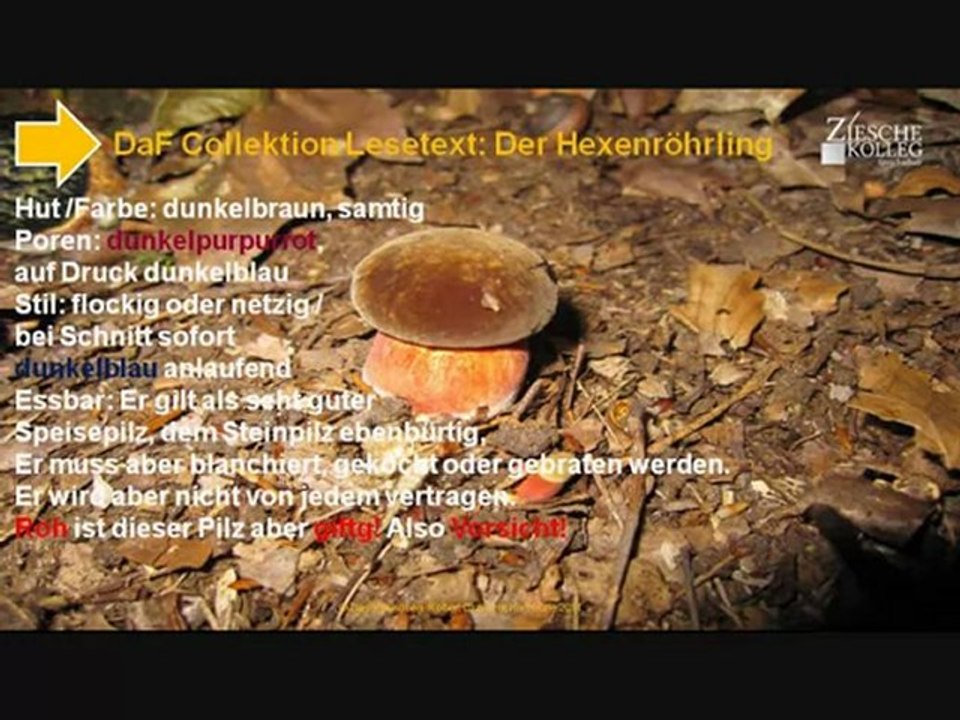 A2-B1 Lesetext Alles um Pilze der Hexenröhrling