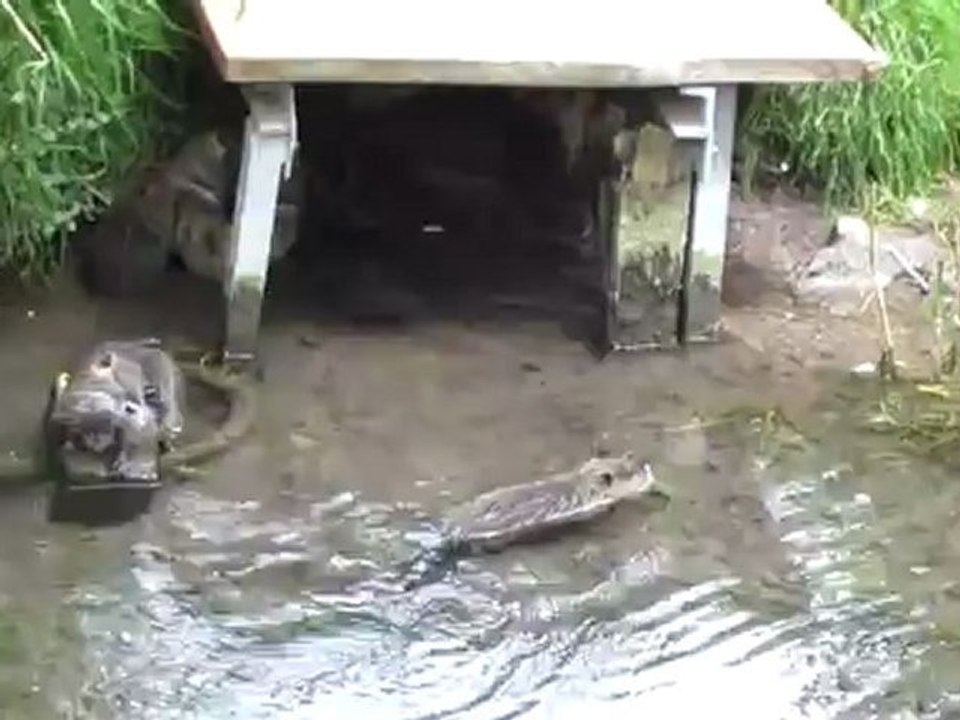 A1-B1 Nutrias zu Hause