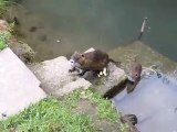 Kap. 06 A1  Stopp! Sieh mal! Nutrias 01