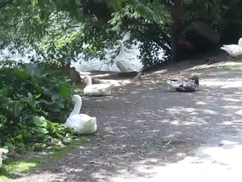 Mittagspause Schwäne Hörtext Kurs A1-B1