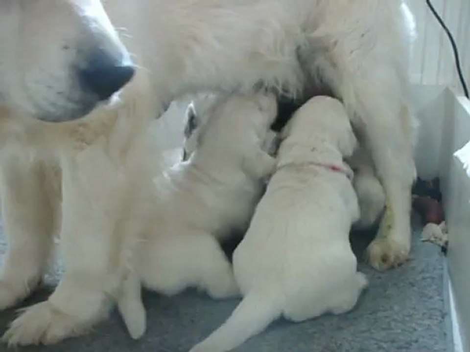 Chiots Golden Retriever tétée maman debout