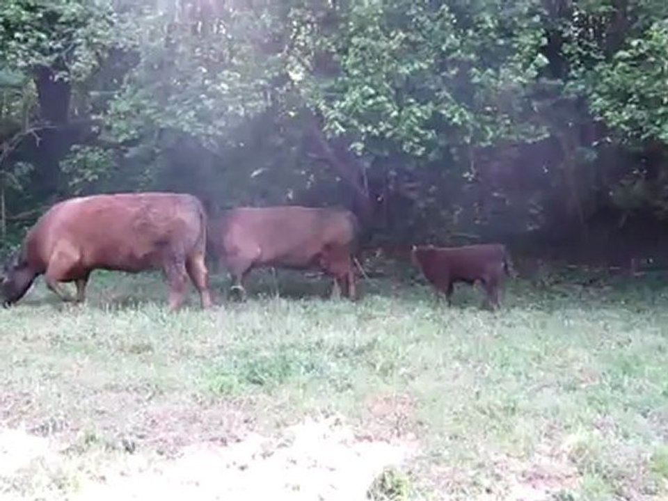 B1-DSH Vorbereitung artgerechte Tierhaltung Kühe u Kälber