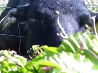 A1-B1 Bauernhof 01 Schafe u Zickleins Hörtext.