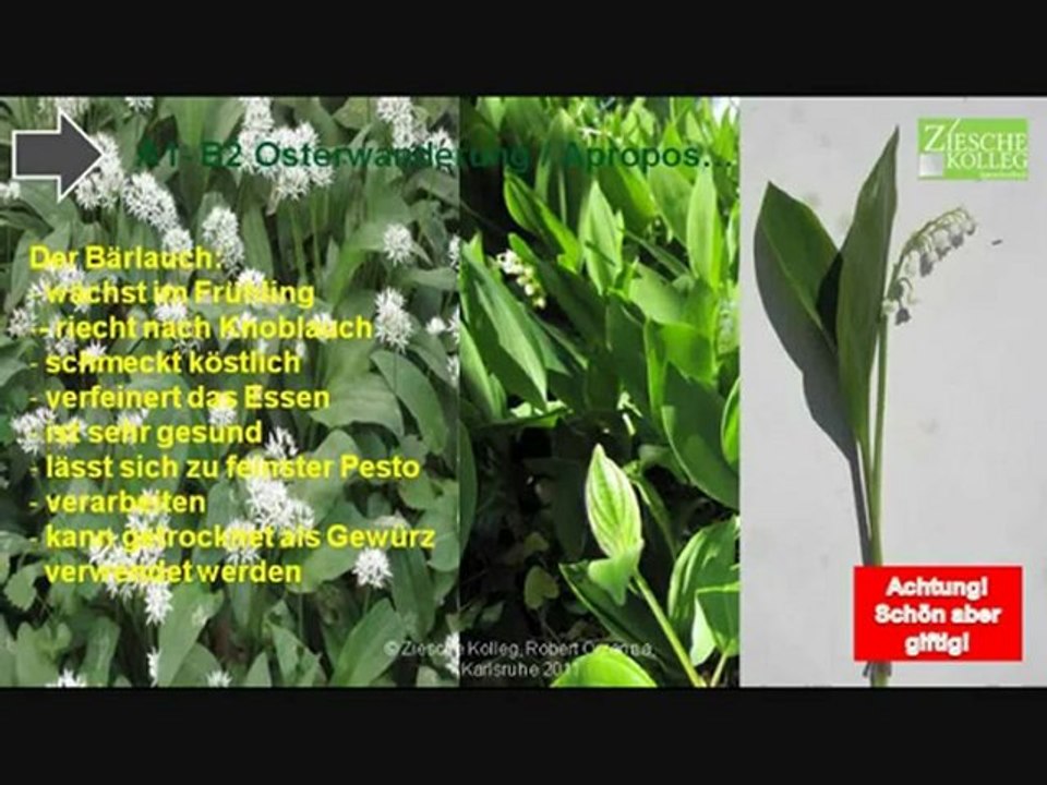 A2-B1 Osterwanderung Bannwald Hörtext Gesund, schön aber auch giftig!