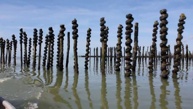 Les moules de bouchots