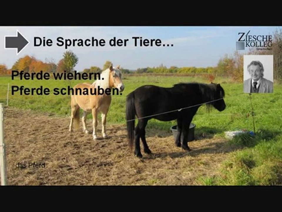 A1-A2 Sprache der Tiere Verben 01