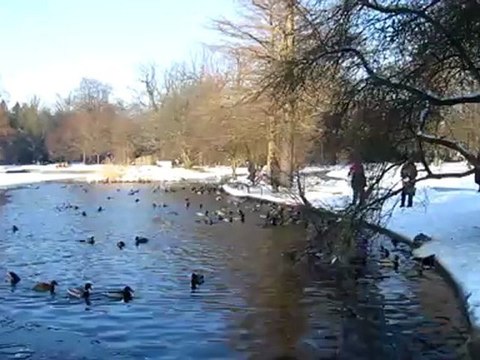 A1-DSH Textproduktion Entenfütterung 01