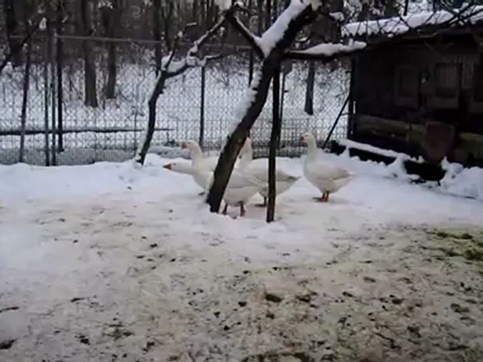 A1 Wettbewerb: Besser schnattern...