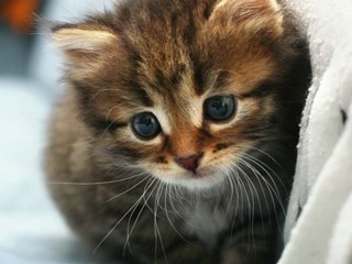 Man Attempts to Bring Kitten into Florida Strip Club, Gets Arrested