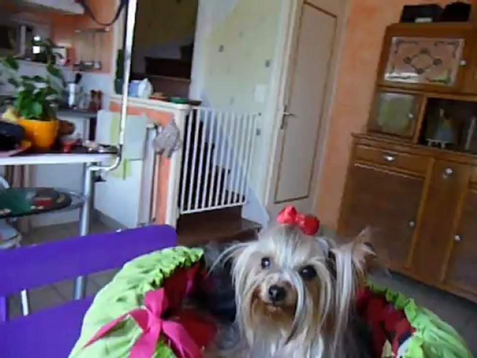 Yorkshire dans son couffin