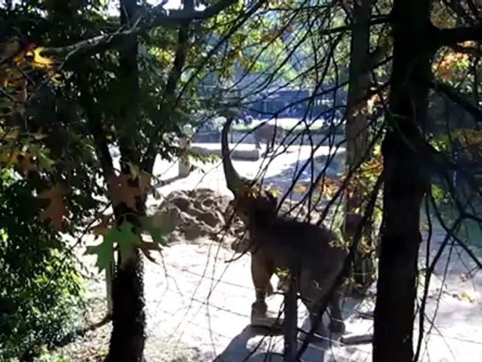 A1-2 Hörtext / Textproduktion Zoo Elefant beim Fressen