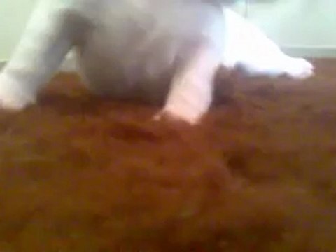 CHIOTS BOULEDOGUE FRANCAIS