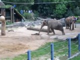 A2 Textproduktion A2 Junger Elefant im Zoo