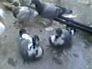 G.antepli filo kuşları