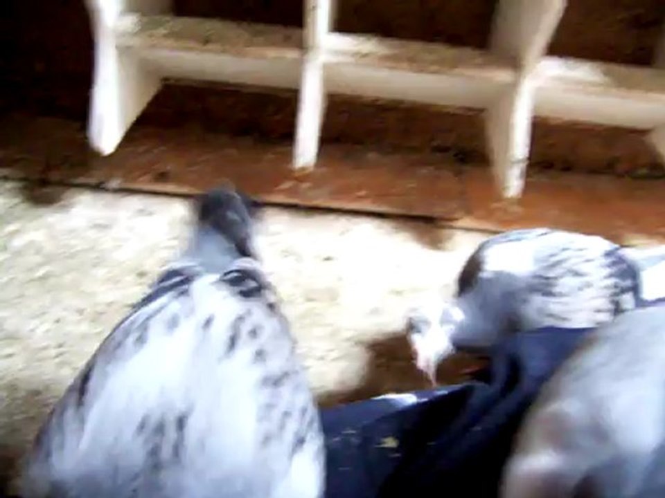 Moment de détente avec les pigeonneaux