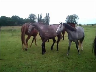 rodeo remis au pré 10 06 2012