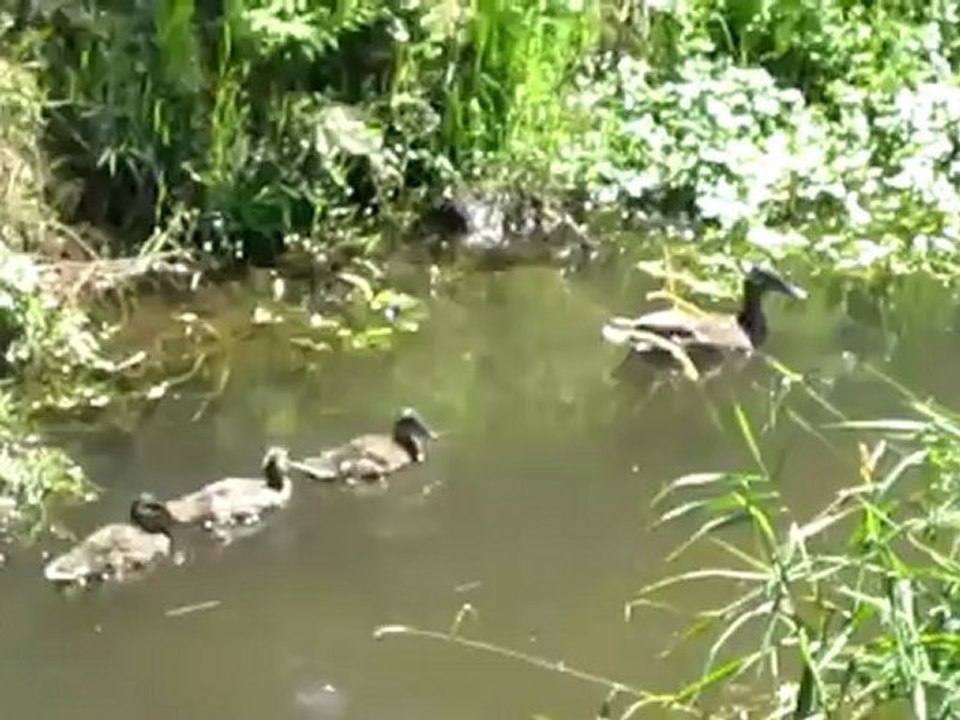 Lesetext A1 Kinderlied 'Alle meine Entchen'