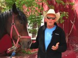 Horseback Riding Ottawa - How do you control a horse while horseback riding?