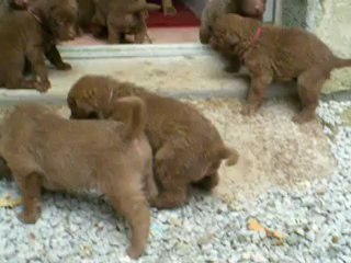 Chiots Chesapeake 1 mois.
