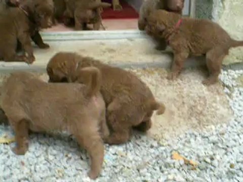 Chiots Chesapeake 1 mois.