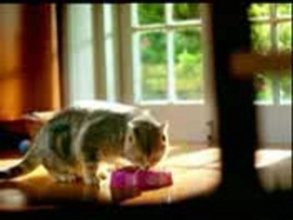 chat et souris