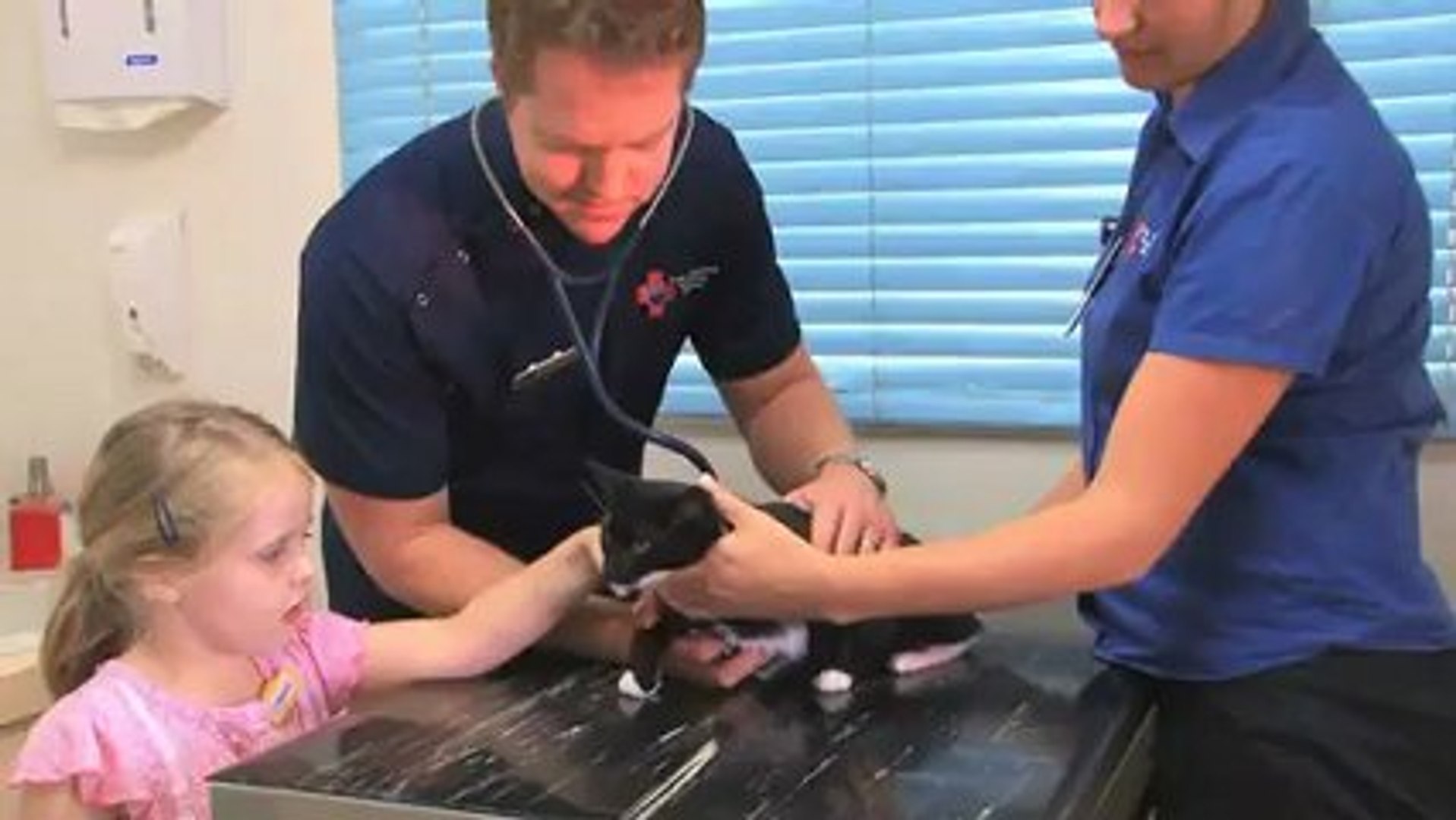 ⁣Veterinary Surgery Port Macquarie Port Macquarie ...