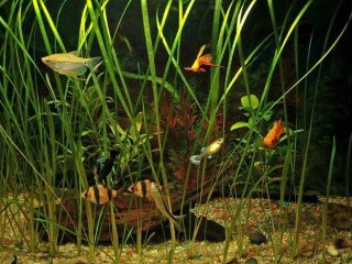 Comment entretenir ses plantes d’aquarium ?