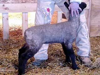 Bastard! - Monty Python - HolyHandgrenade