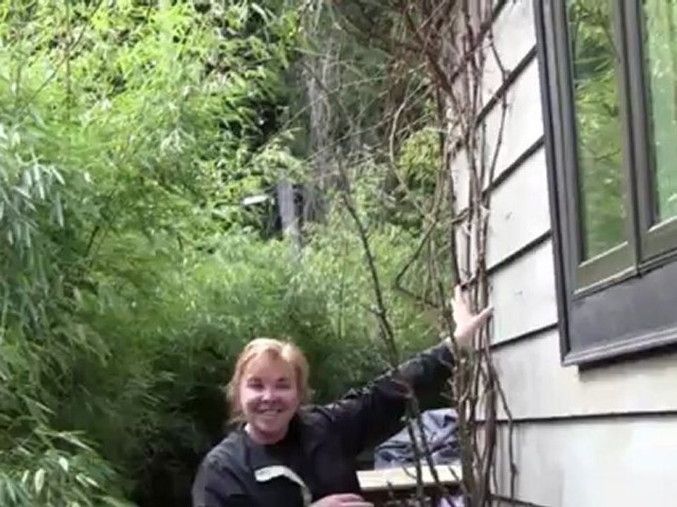 June 13/12 Senga's Vlog - Space Saving Fruiting Plants