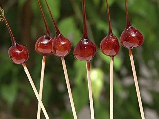 Noisettes caramélisées - 750 Grammes