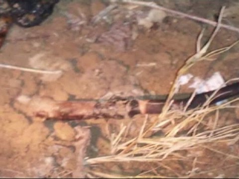 Alien .photo. Ozark Mountains .(AlienInformation).(fake?)