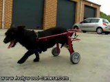 Voiturette pour chien handicapé