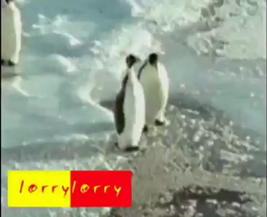 penguin - 1 (17) - Copie.mov