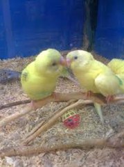 masaj salonu masoz kadıköy istanbul anadolu  masaj salonlari