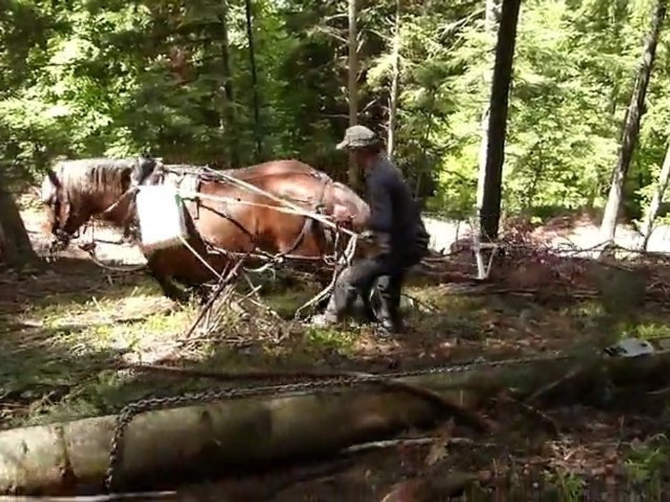 Débusquage au cheval en forte pente... partie 2