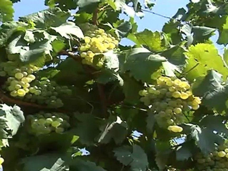 vendemmia ora serve sole