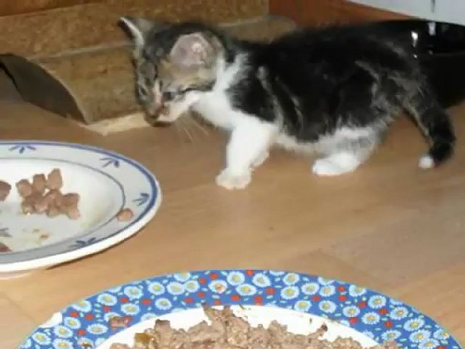 ~ Die Streunerhilfe im Juni ~