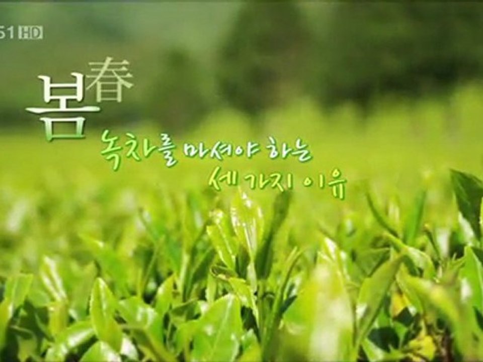 녹차대한 보고서