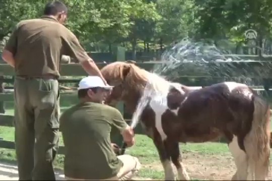 Sıcak hava bunalttı