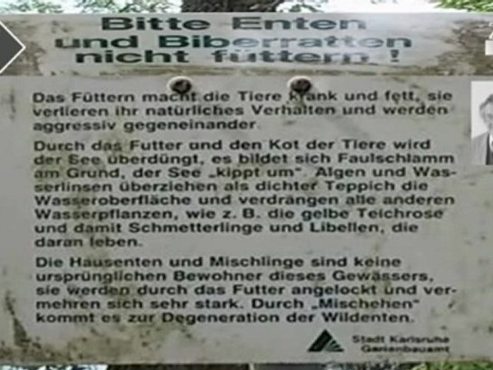 A2-B1-DSH-Vorbereitung Lese- und Hörverstehen Nicht füttern