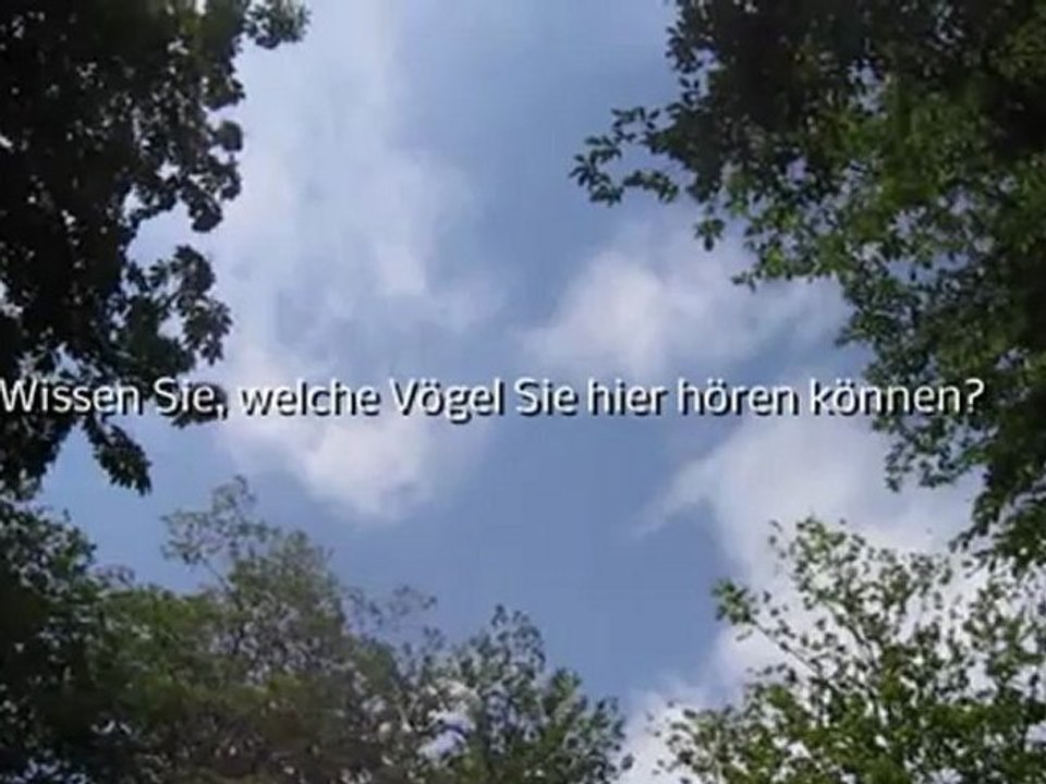 A2-B1 Textproduktion Den Stimmen des Waldes lauschen