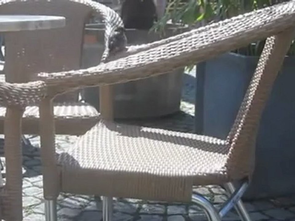 A1 Hallo Herr Spatz! Nehmen Sie doch Platz!