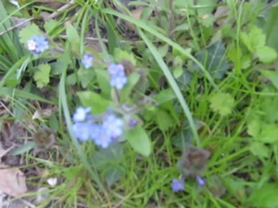 A1 Hörtext zum Blümchen Vergißmeinicht