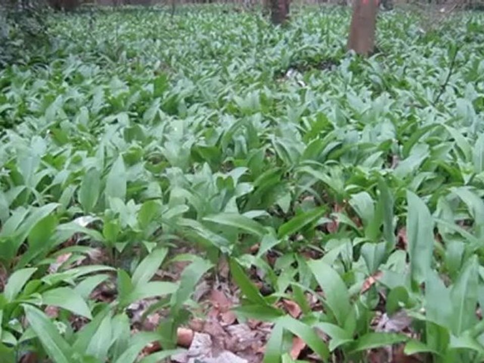 A1-A2 Hörverstehen Im Frühling wächst der Bärlauch