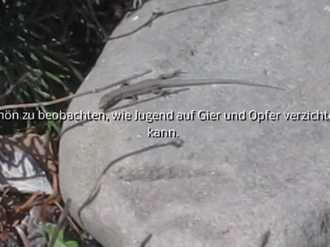 A2-B2 Hörverstehen junge Eidechse sonnt sich