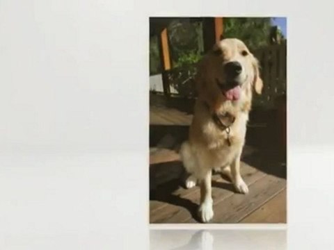 Pretty Paws - (928) 669-9123