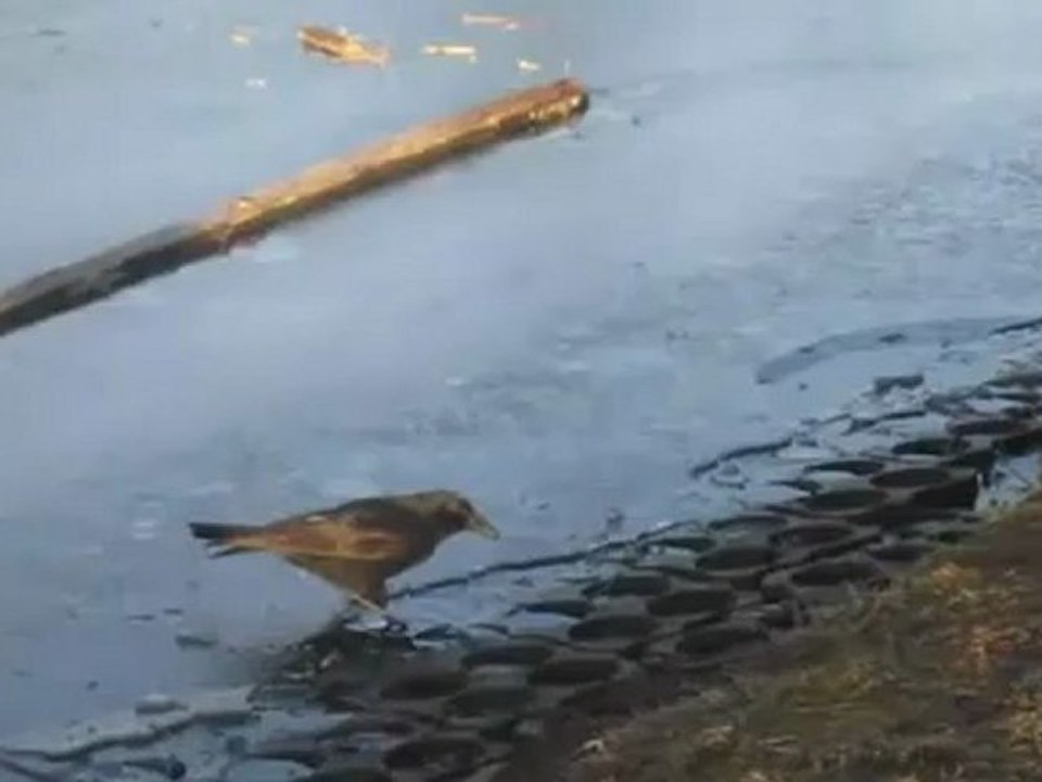 A2-B2 Textproduktion Videobeschreibung auf dünnem Eis